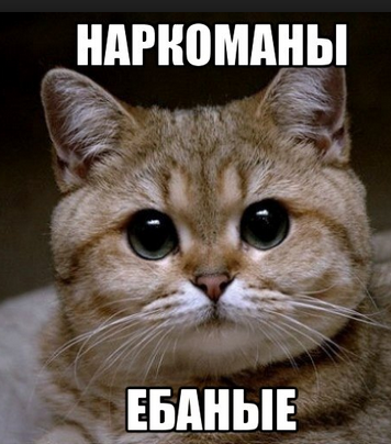 Котики-наркотики