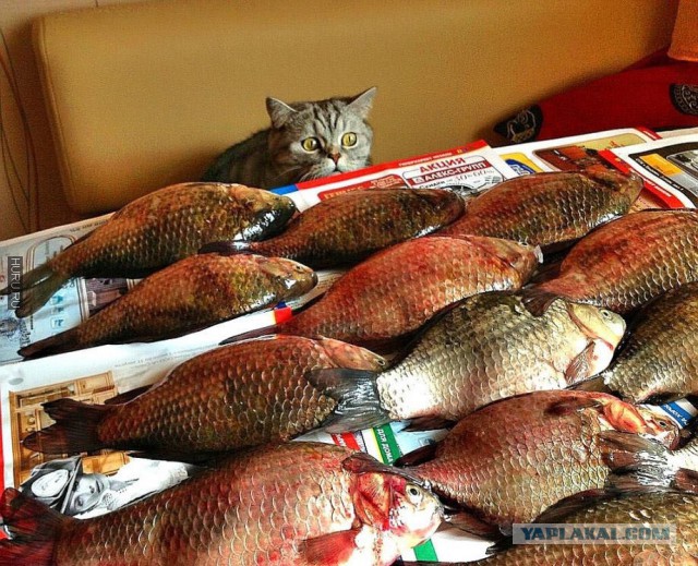 Вторничные картинки