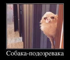 25 самых опасных пород собак