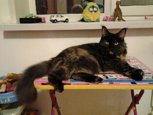 Котовторник
