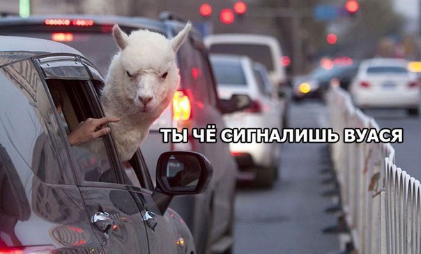 Прикольные картинки
