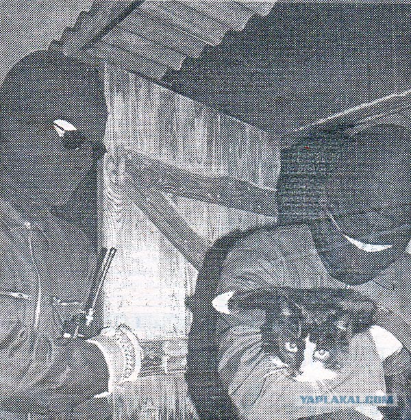 Восьмомартовский котовторник