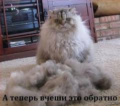 Пришла весна, пора... чесать!