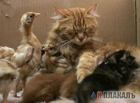 Коты, кошки, котята