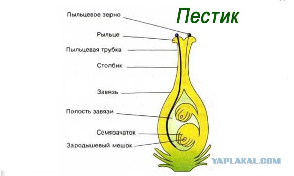 Почему русские носили пистолет справа, а немцы слева