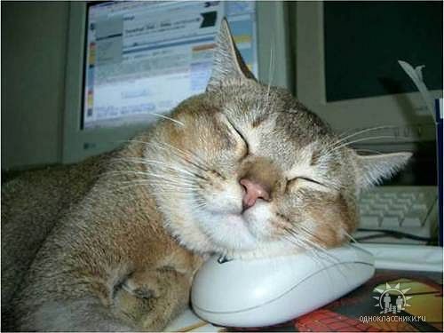 Коты из сети
