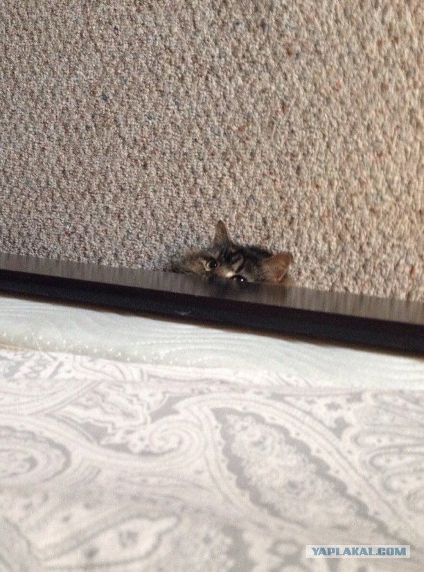 Испытание для самых внимательных: разглядите кота на фотках