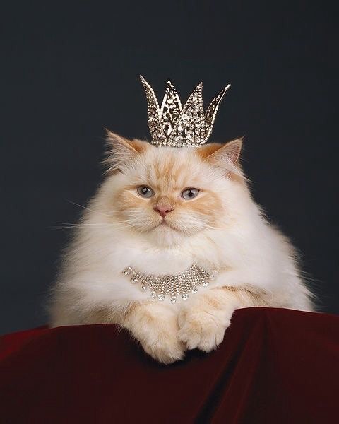 Коты из сети