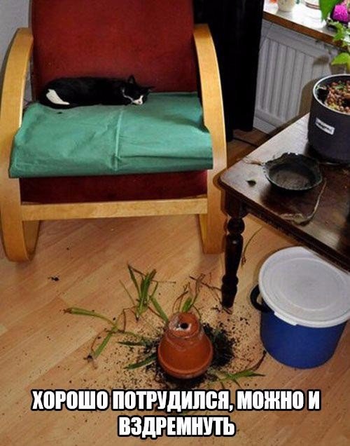 Коты и Кошки