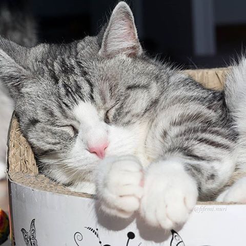 Коты и Кошки