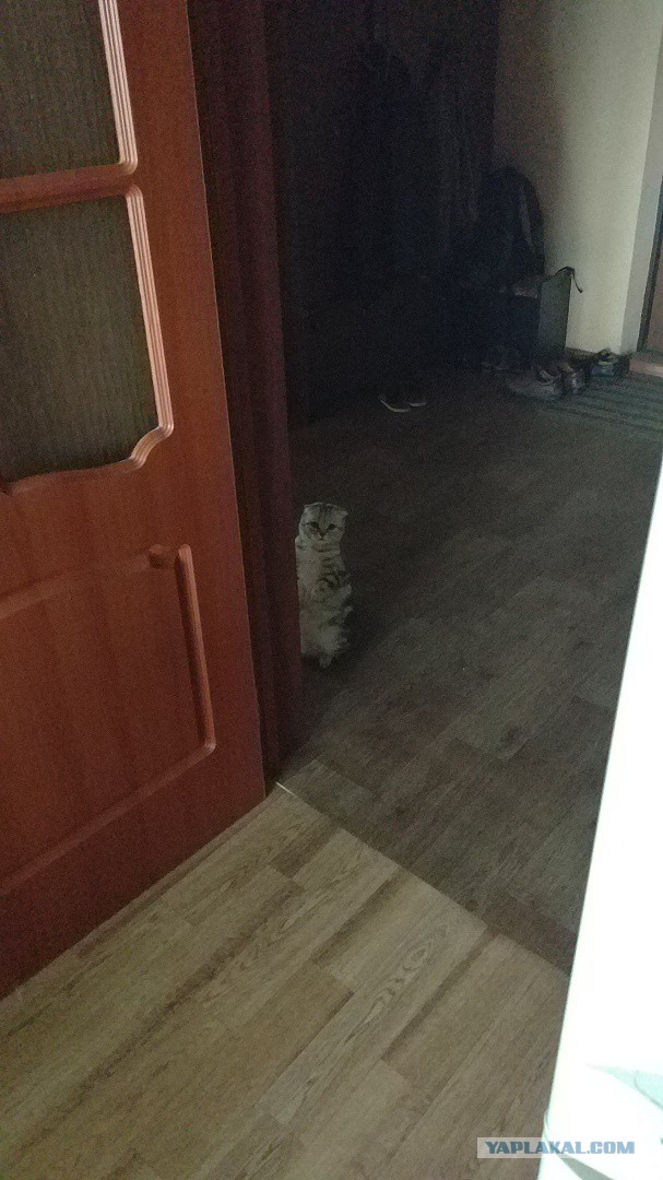 Котовторник 20.06.2017