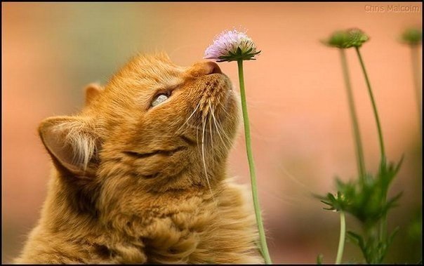 Коты и Кошки