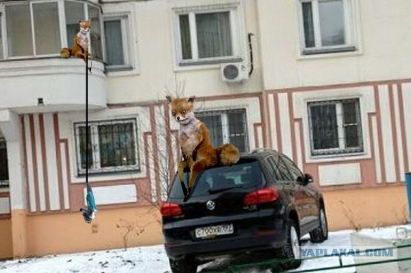 ЖКХ спасли газон от парковщиков