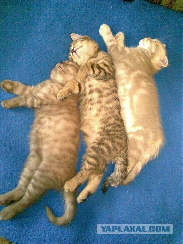 Котовторник на ЯПлакалъ (10.06.08), прикольные коты, добавляем свои!