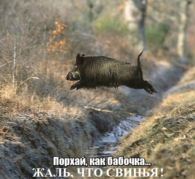 Прикольные картинки абавсём