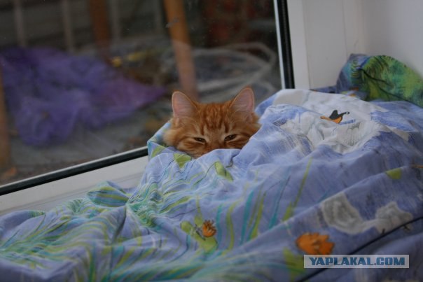 Котовторник уже сегодня!