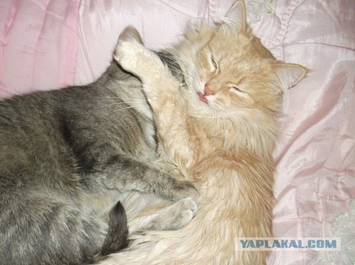 Котовторник! 08.11.11