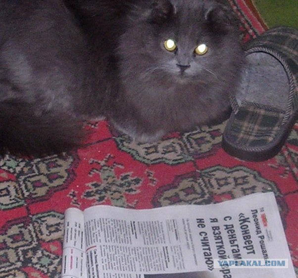 Котовторник! 13.03.2012