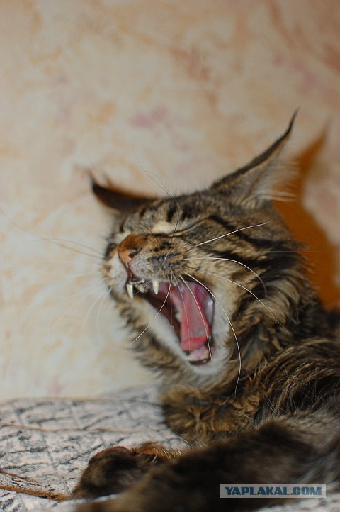 Котовторник  12. 06. 2012