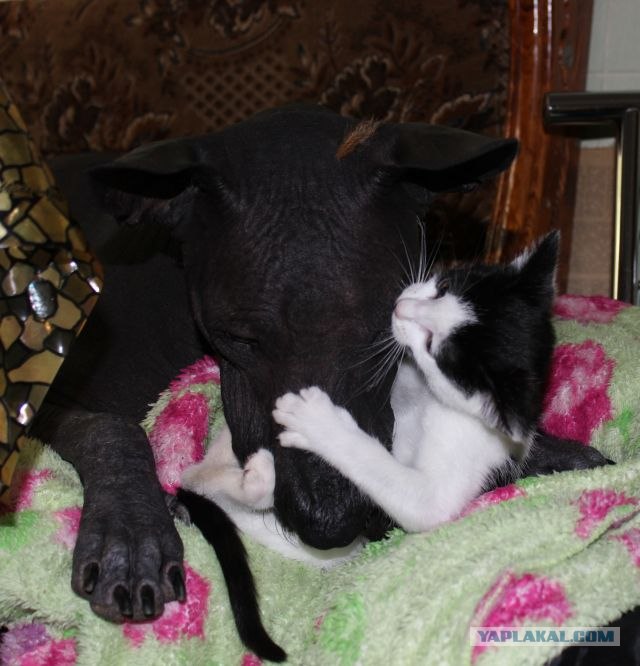 Котовторник 11.09.2012