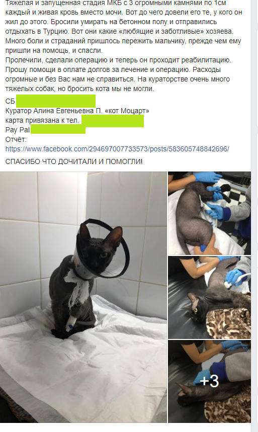 Помогите вернуть кота! Приют "Преданное сердце" украл кота и не отдает!-2