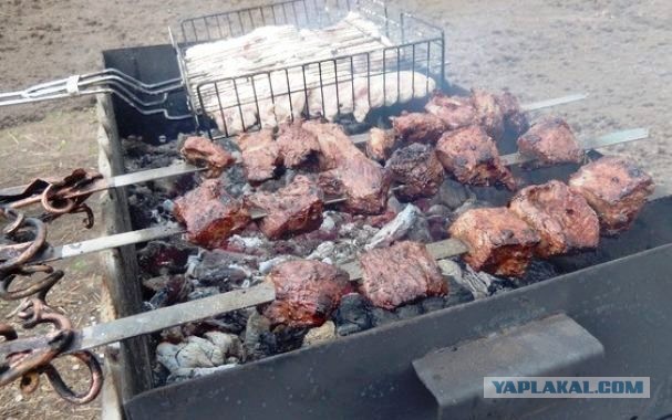 Лосенок потерял маму и вышел к людям