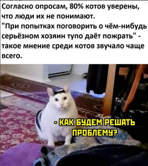 Разговор с котом