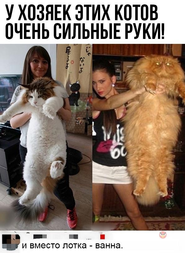 Картинки с комментариями