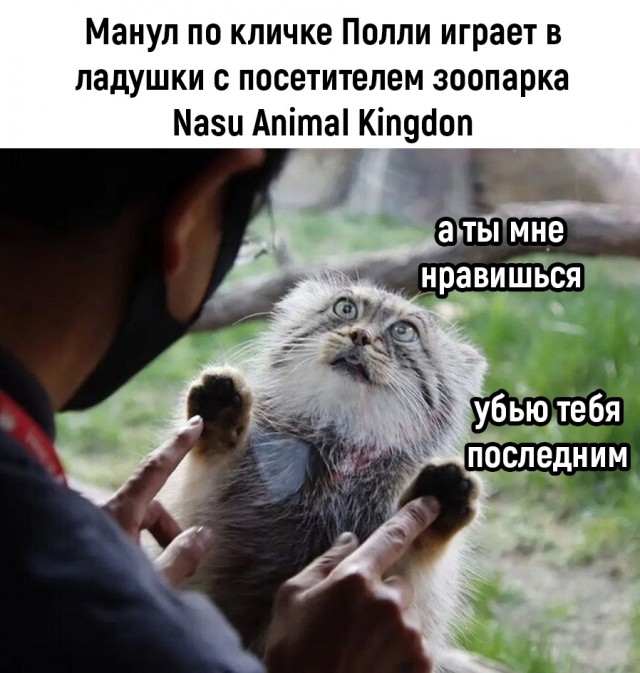 В Московском зоопарке показали, как манул грустит, когда никто не смотрит на него, а все смотрят панду напротив
