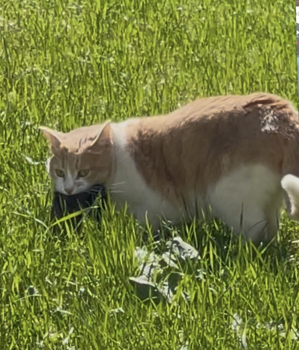 Литературная беседка v.1