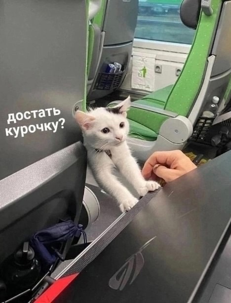 Здрасьте... я ваш попучник