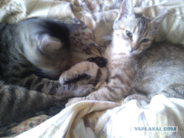 Котовторник 09.09.2014