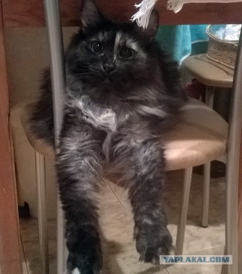 Котовторник 03.11.2015