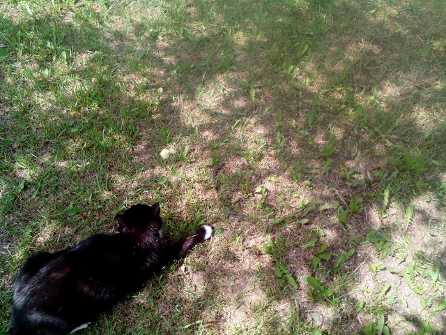 Котовторник 26.07 2016