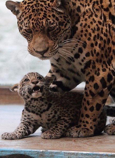 Самые смешные животные