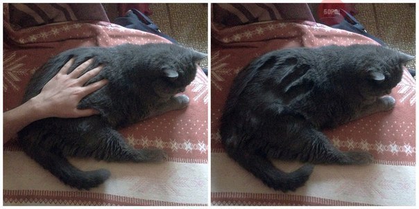 Коты из сети