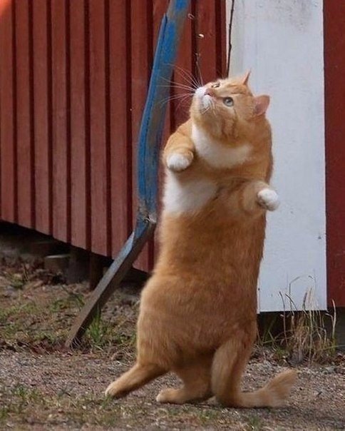 Коты и Кошки