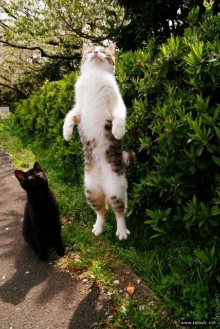 Коты и Кошки