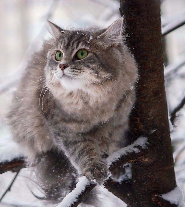 Коты и Кошки