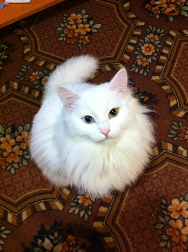 Котовторник 20.03.2018