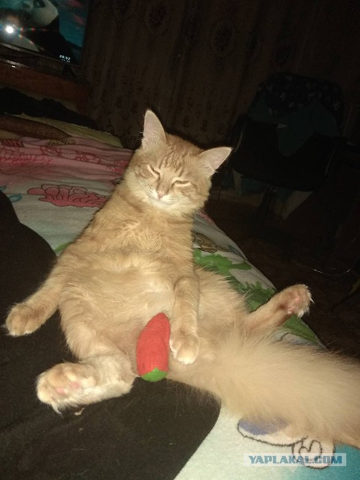 Котовторник