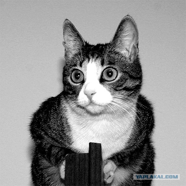 Котовторник на ЯПлакалъ (10.06.08), прикольные коты, добавляем свои!
