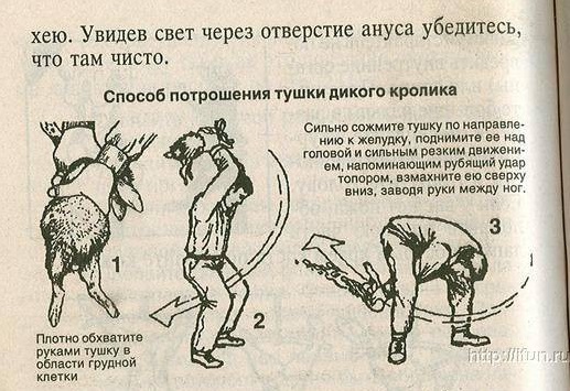 На Урале полицейские пристрелили бойцовского пса, искусавшего прохожих