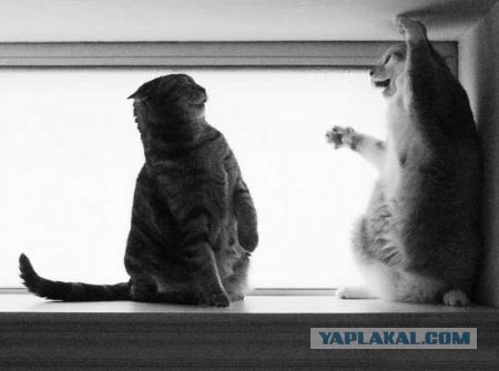 Внимание! На ЯПе КОТОВТОРНИК. 23.09.08.