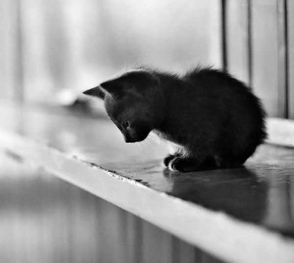 Коты на вторник на ЯПлакалъ (07.10.2008)