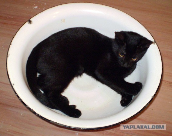 Кот Кузя