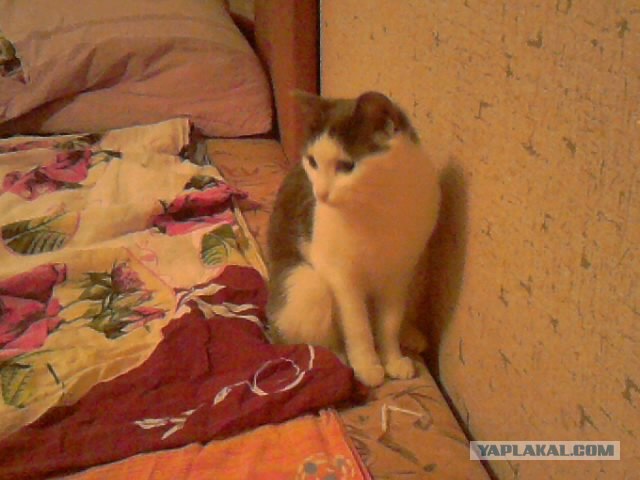Котовторник (10.01.2012)
