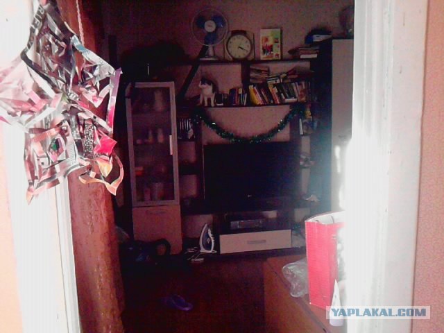 Котовторник (31.01.2012)