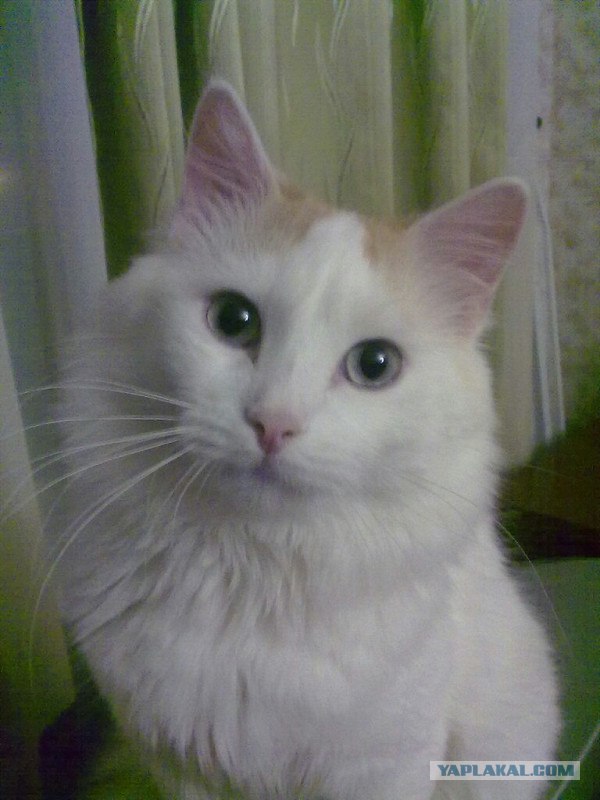 Котовторник 20.03.2012