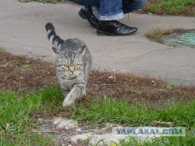 Котовторник  21.08.12